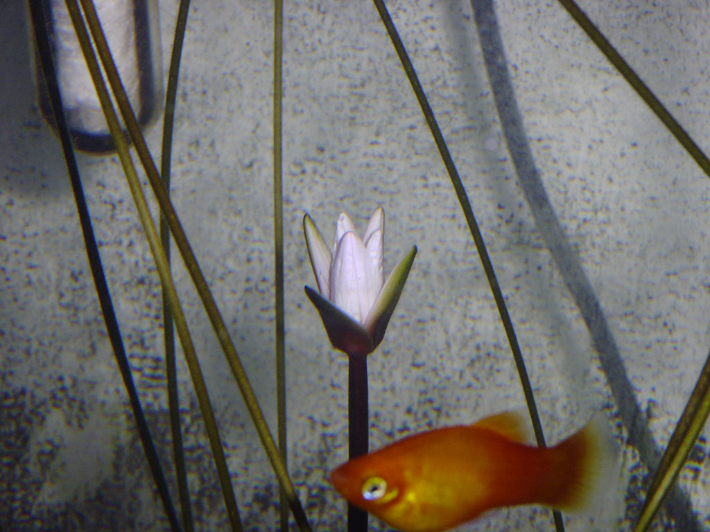 Nymphaea minuta Jan 07 05 Image021
